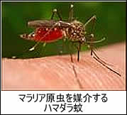 マラリア原虫を媒介するハマダラ蚊